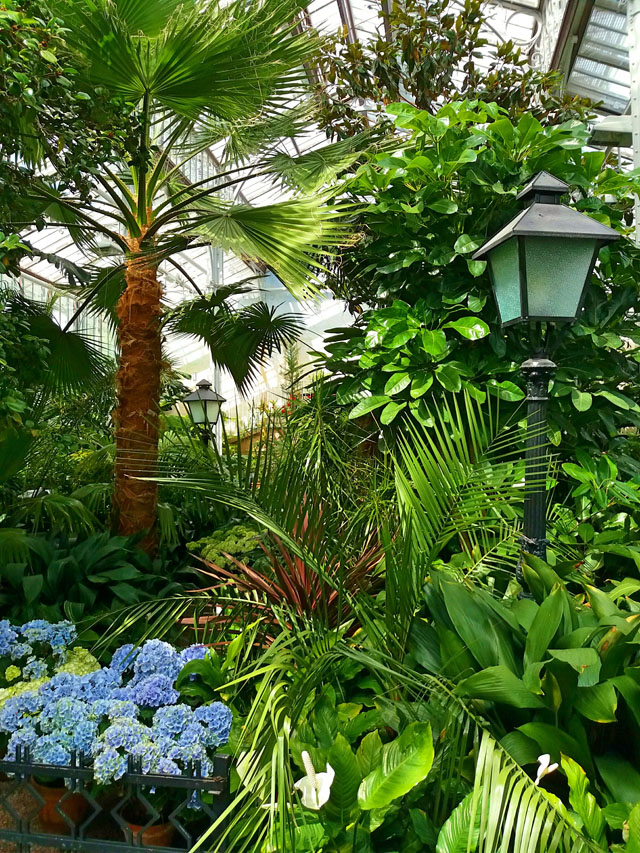 Rośliny w dużej szklarni