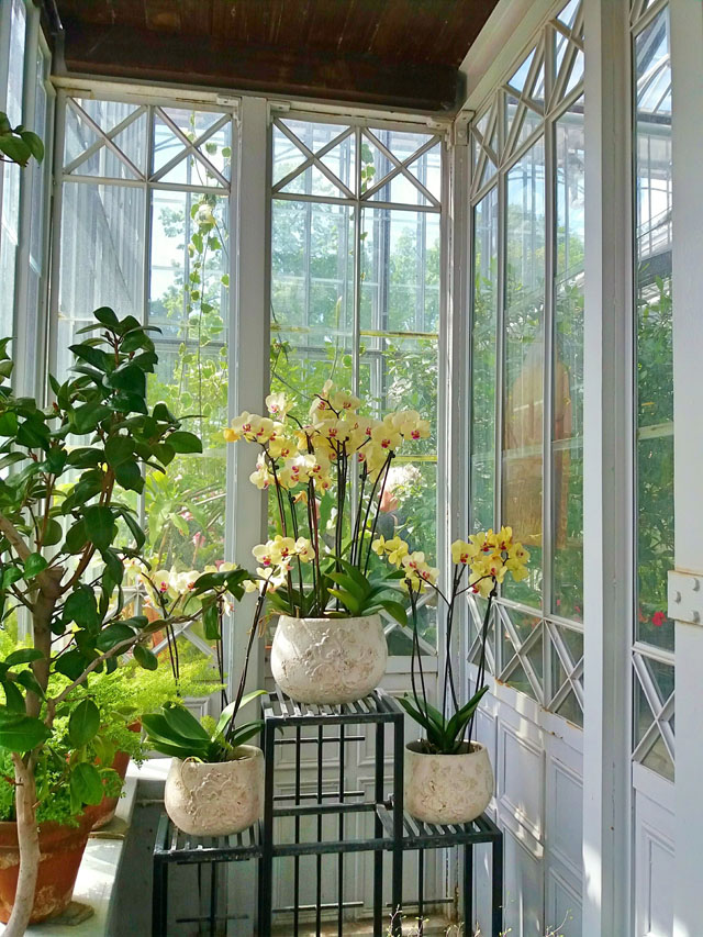 Kwiaty w kącie szklarni