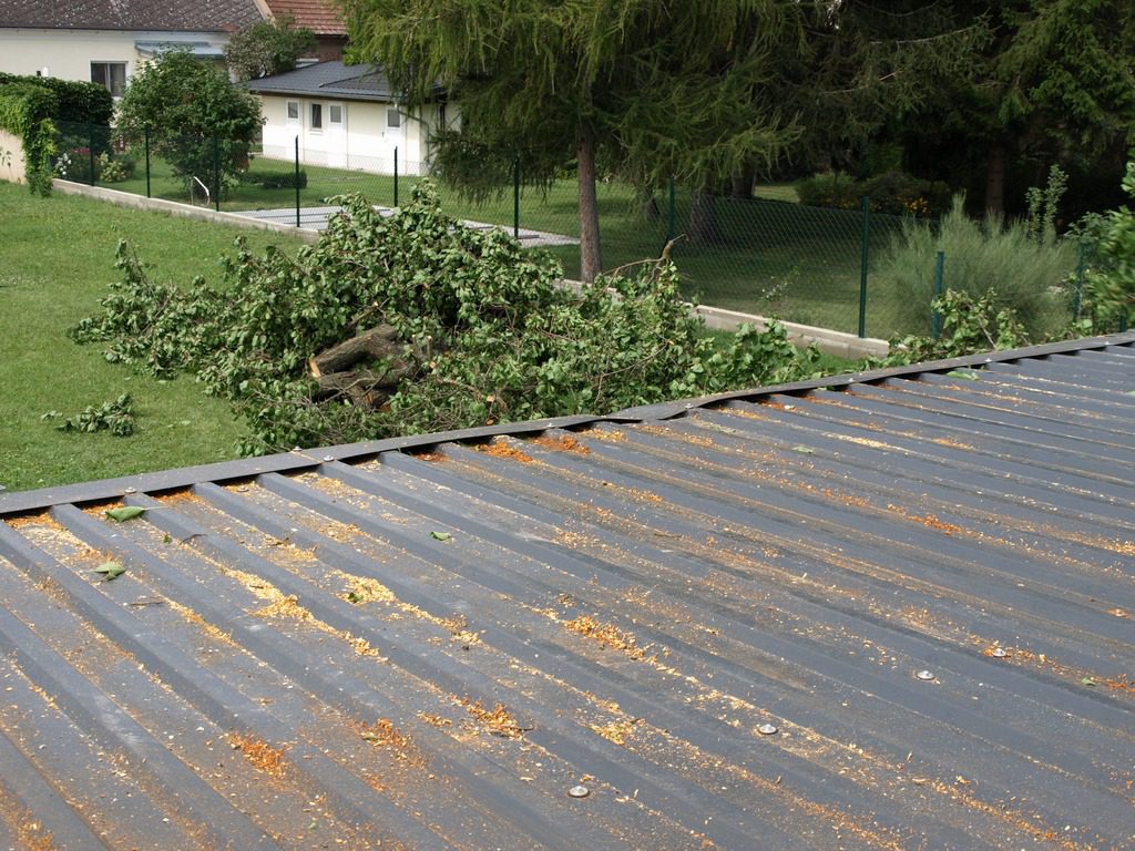 Powalony pień drzewa