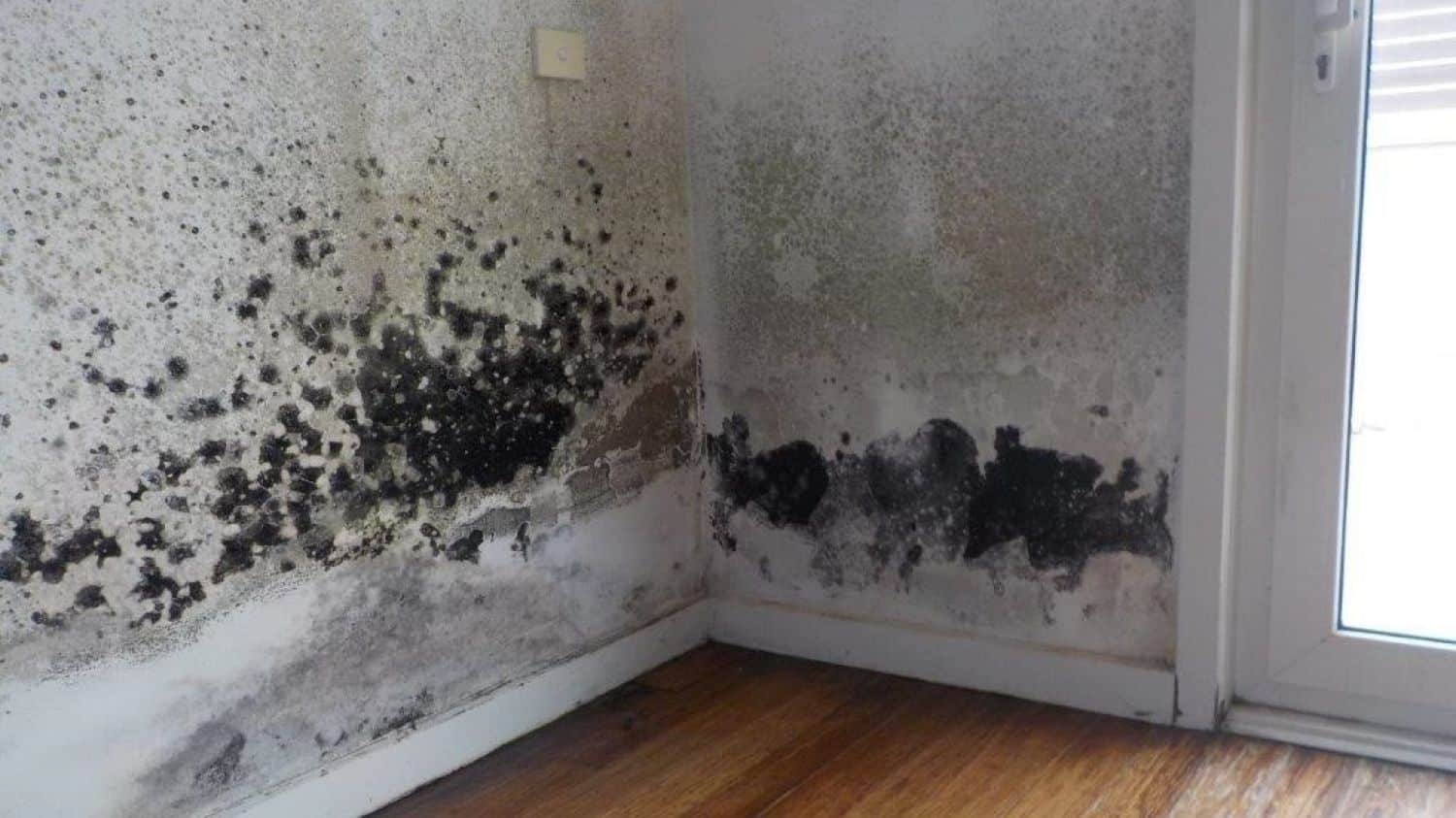 Pleśń w konstrukcji ogrodowej