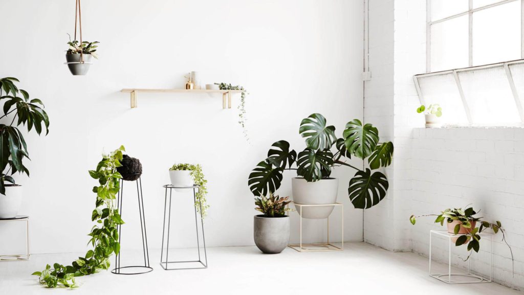 Rośliny w białym pomieszczeniu