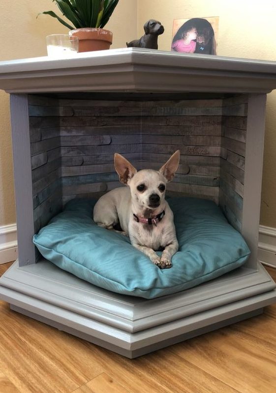 Pes na modrej poduške