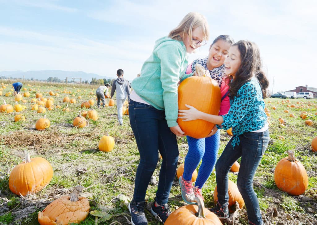 Dziewczynki zbierają dynie