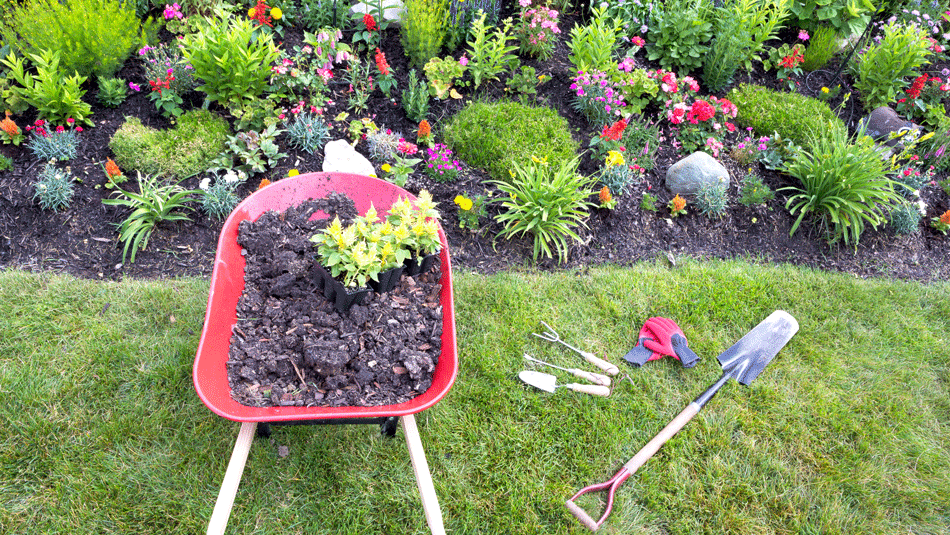 Taczka z ziemią na trawie