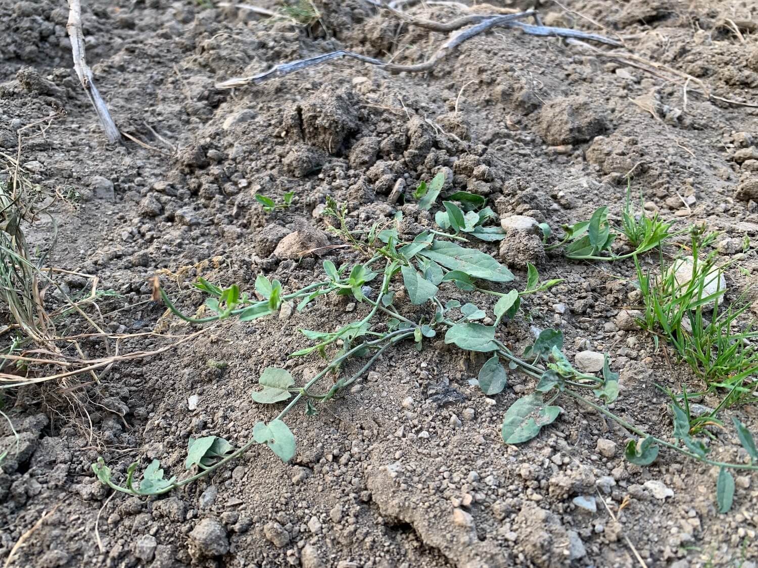 chwasty w ziemi z gałęziami