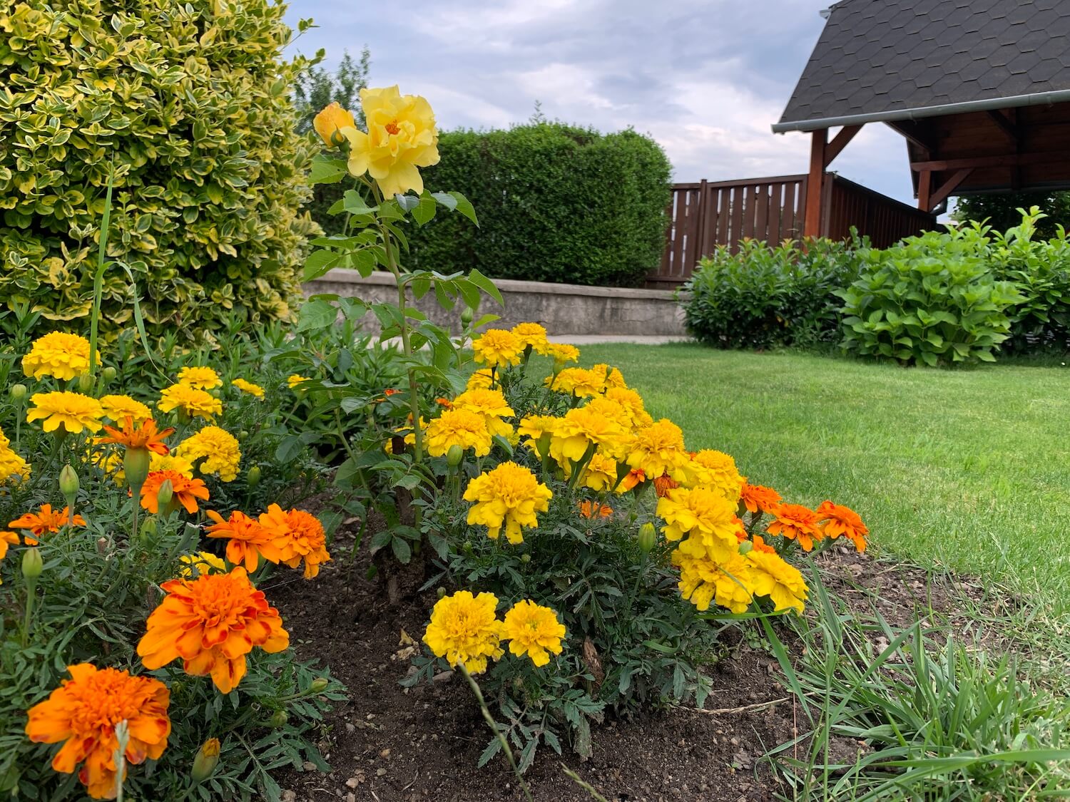 Ż&oacute;łte i pomarańczowe kwiaty w ogrodzie