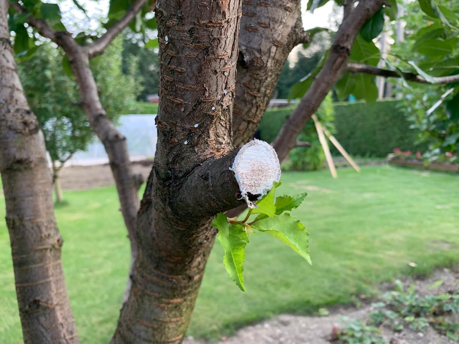Bližší pohľad na orezaný stromček