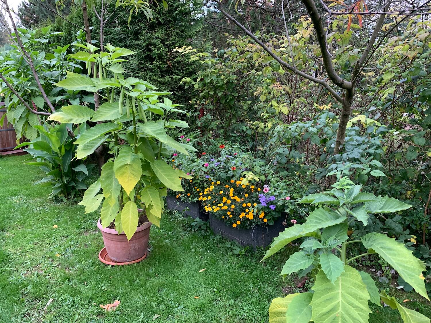 R&oacute;żne rodzaje kwiat&oacute;w w ogrodzie