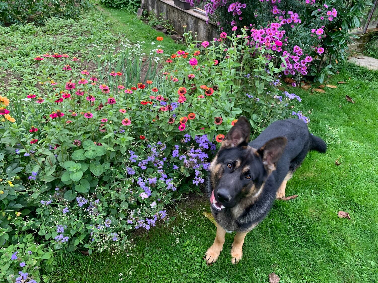 Pies stoi przy kwiatach w ogrodzie