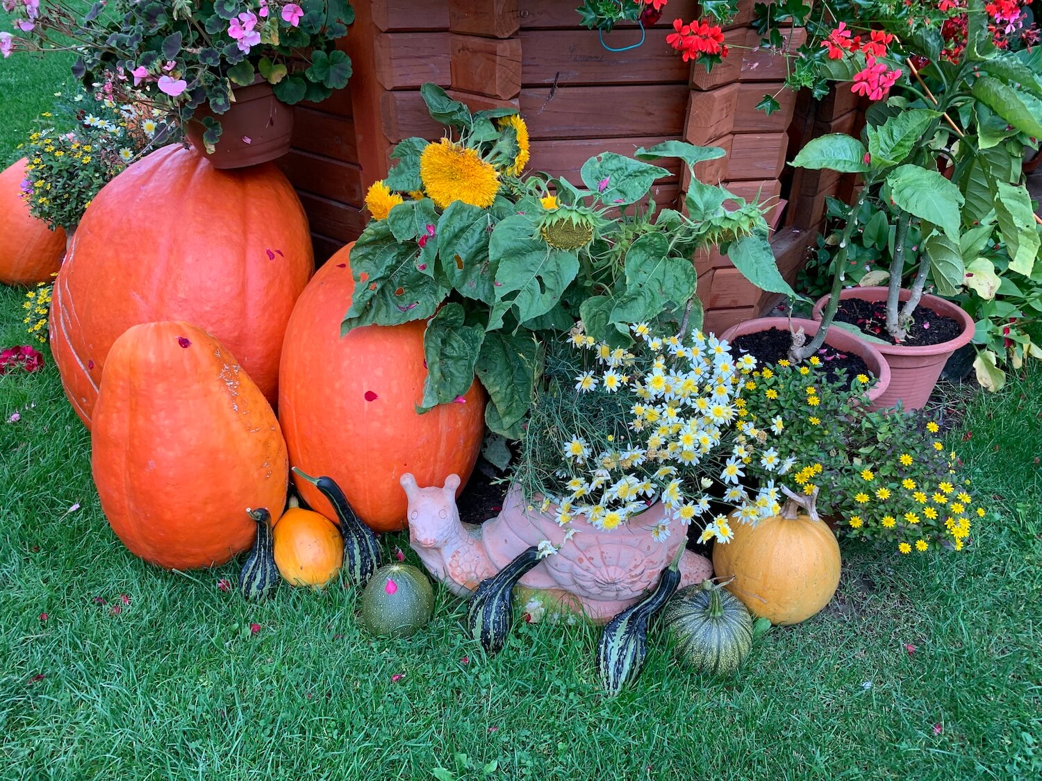 Dynia i kwiaty w donicy w kształcie ślimaka