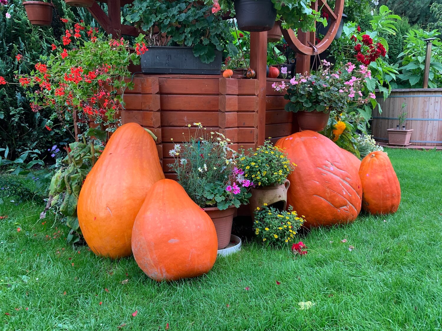 Dynie i kwiaty oparte o studnię