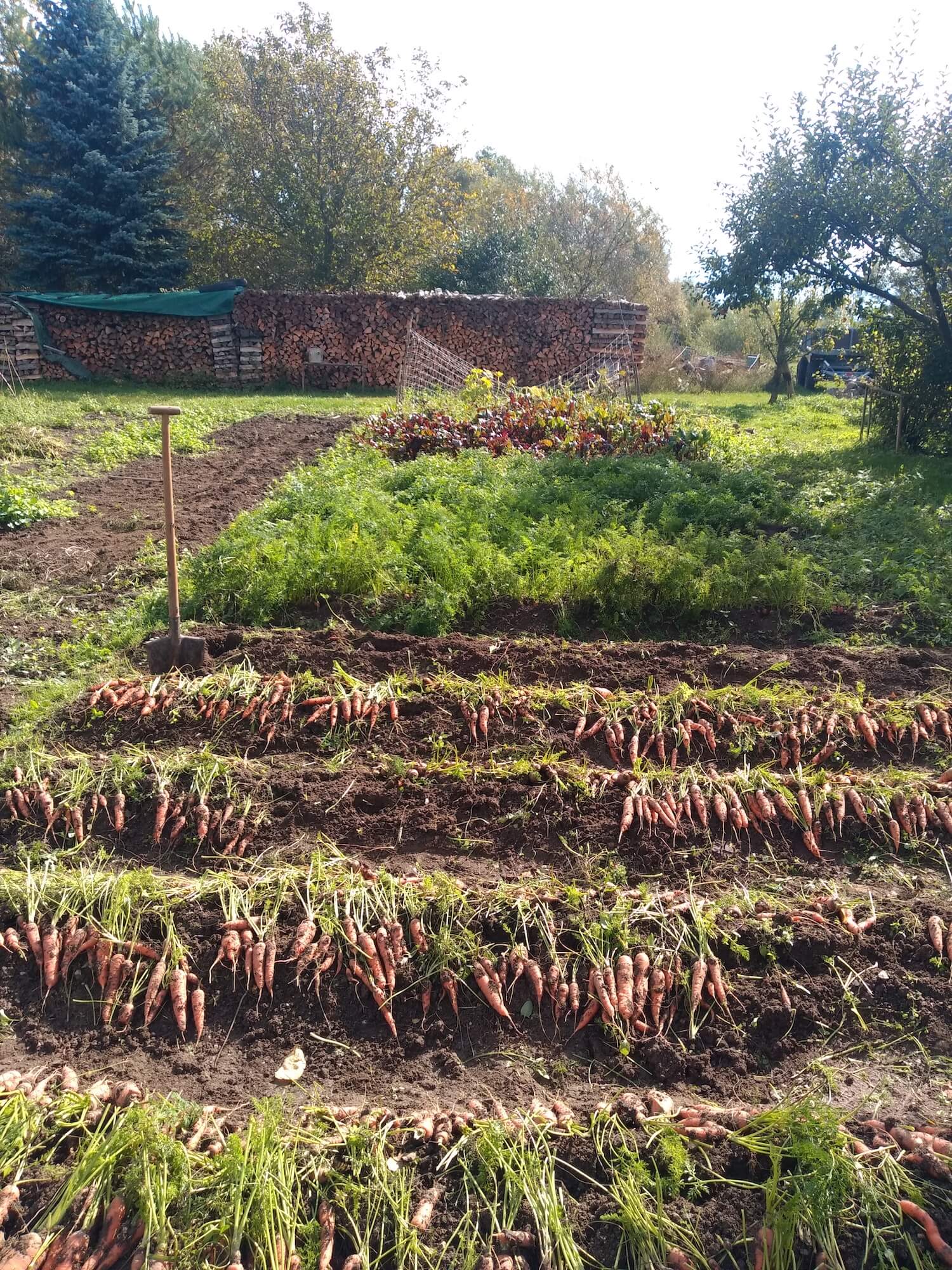 Grządki marchwi w ogrodzie