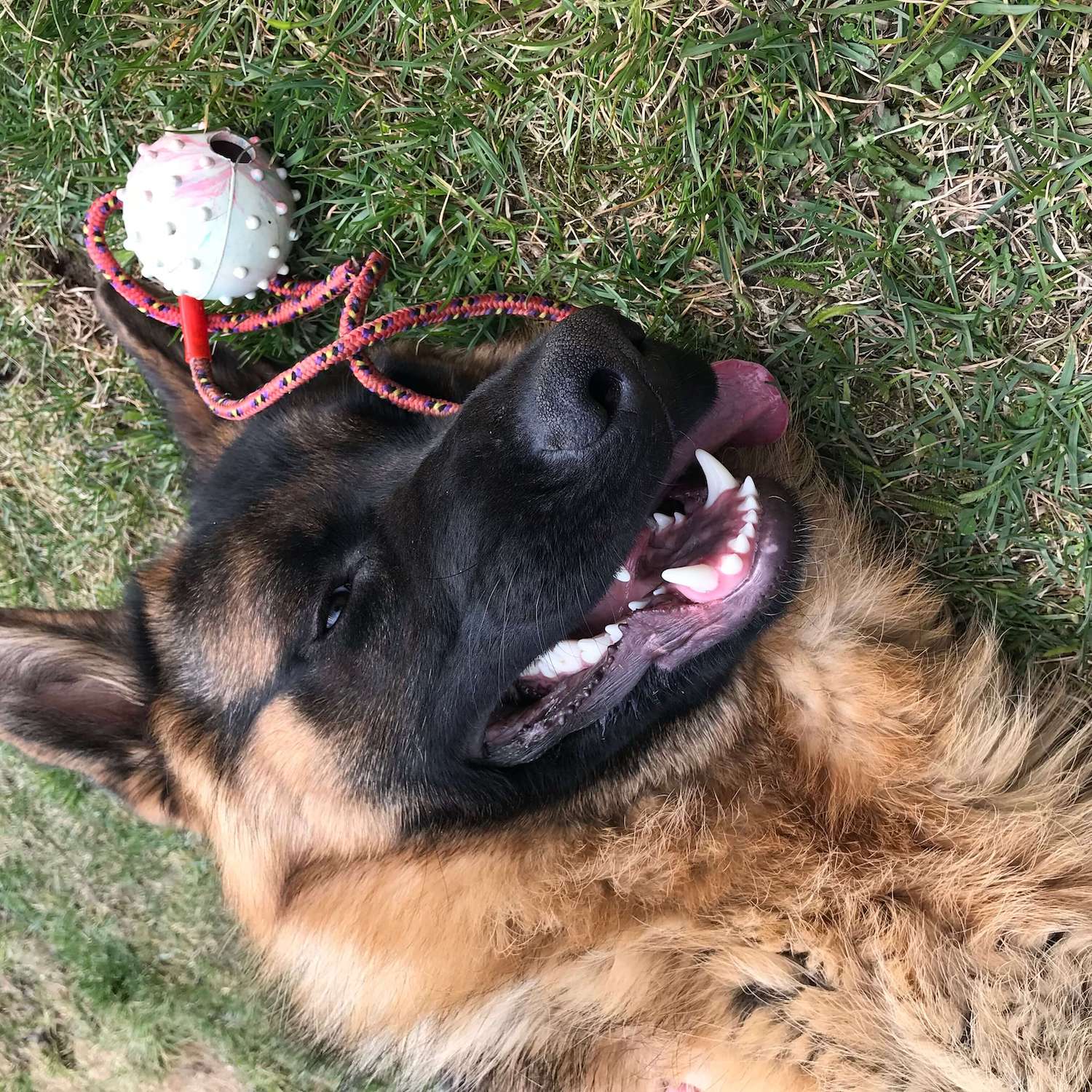 Pes leží a hrá sa s loptou