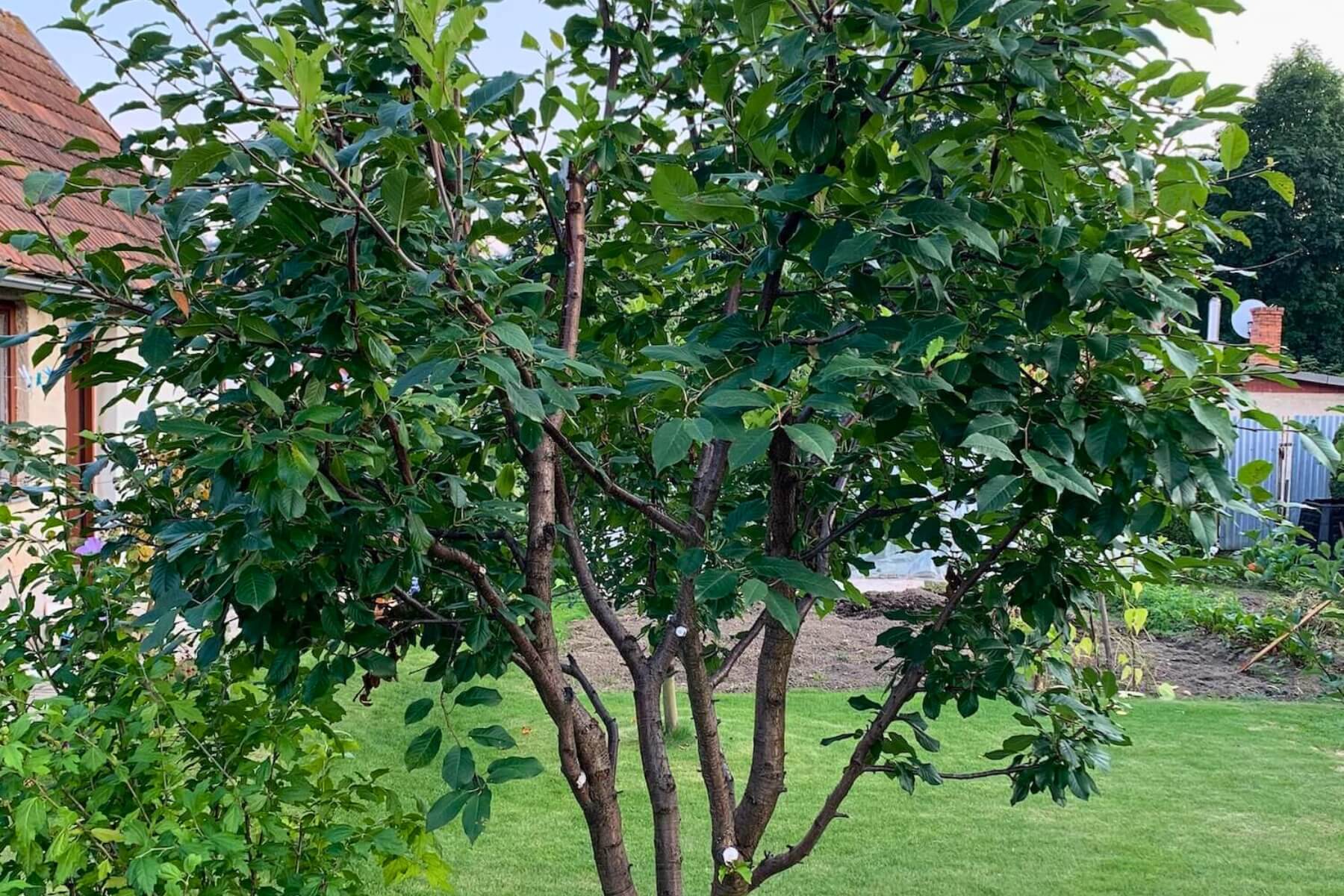 Oříznutý stromek v zahradě.