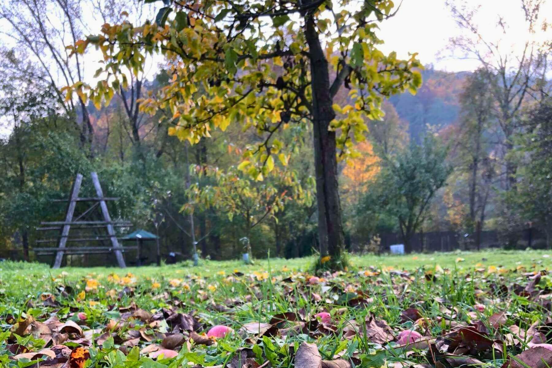 Strom v zahradě a spadané listí s jablky.