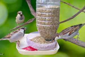 Krmítko pro ptáčky z plastové láhve.