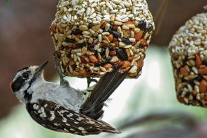 Zavěšená lojová kulička a ptáček.