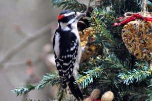 Ptáček na jehličnatém stromu a krmivo.