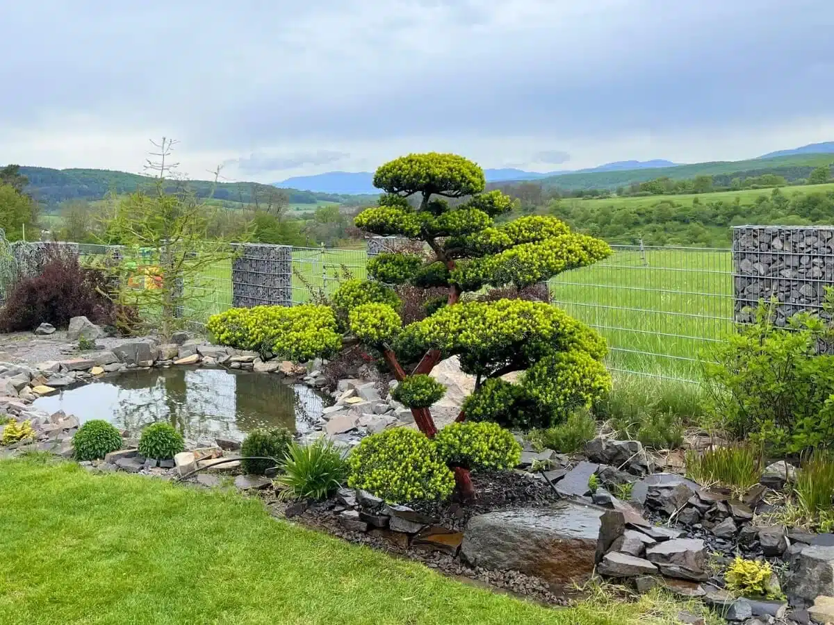 Zelená japonská zahrada s jezírkem.