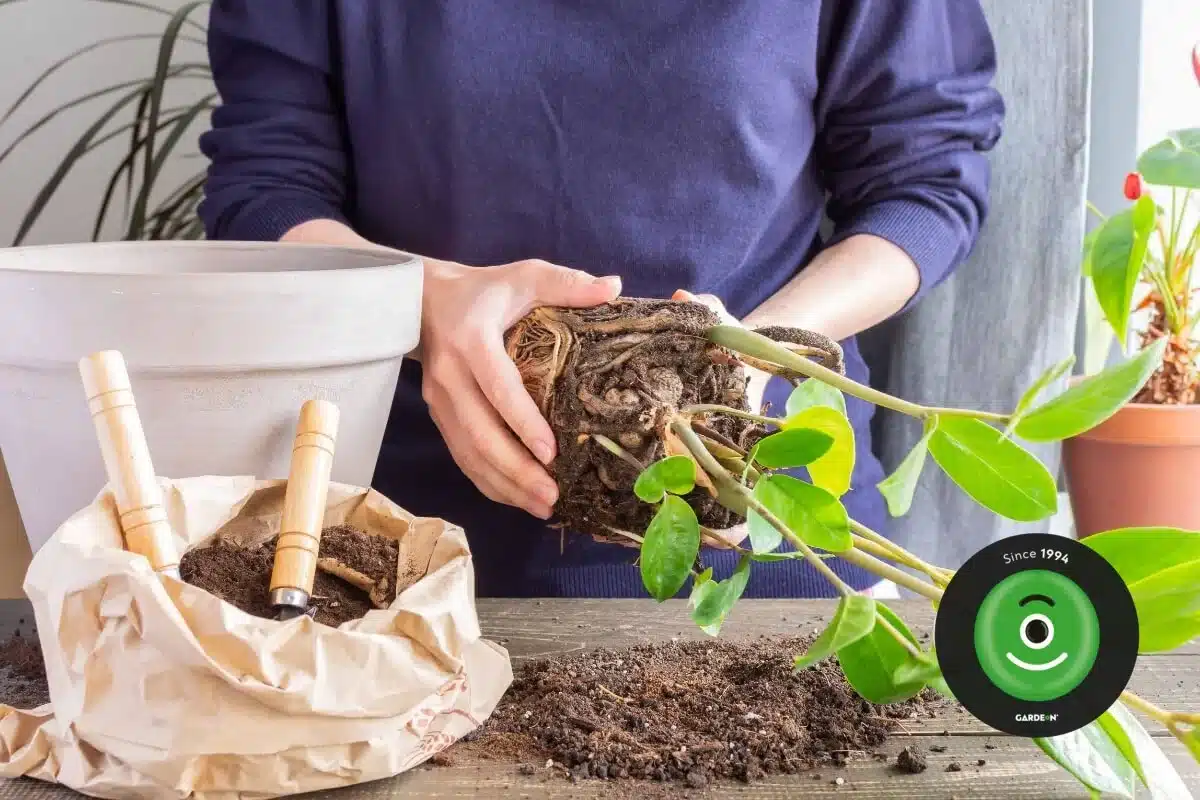 Detail na ženu držící kořeny a přesazující rostlinu Zamioculcas.