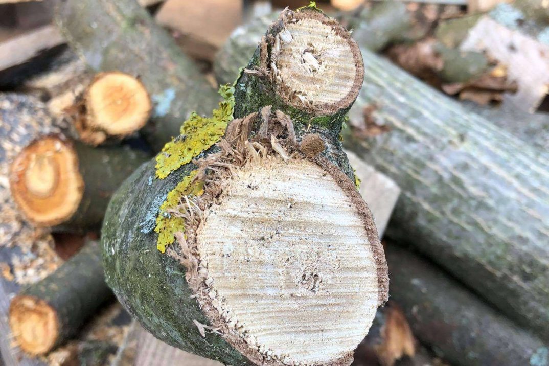 Odštiepený konár dreva