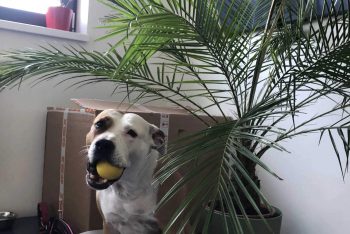 Lara pod palmou v kanceláři s míčem