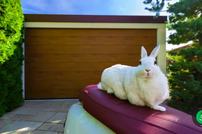 králík vyfocený u garáže se širokou branou