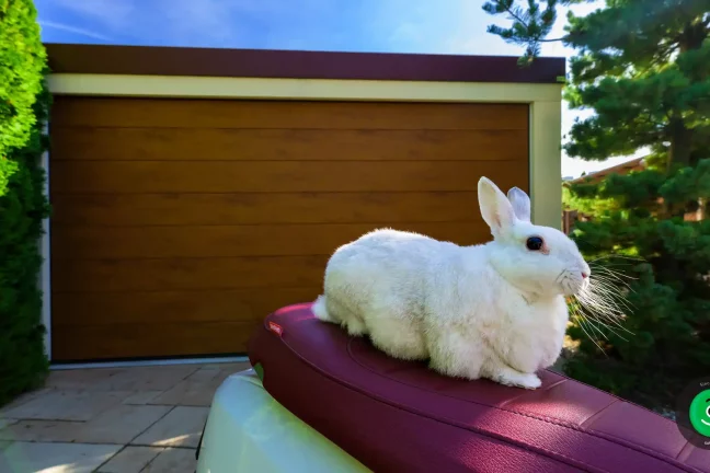 králík vyfocený na skútru před garáží