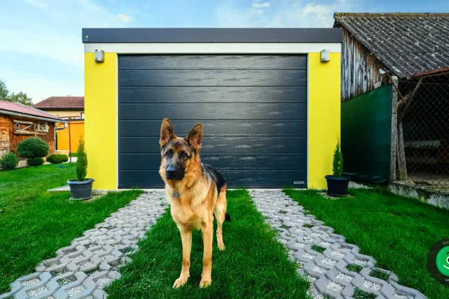 pes u garáže se žlutou omítkou