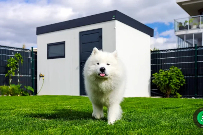 krásný chlupatý bílý pes před zahradním domkem