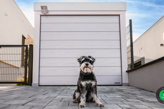 pes před bílou garáží se stříbrnou bránou